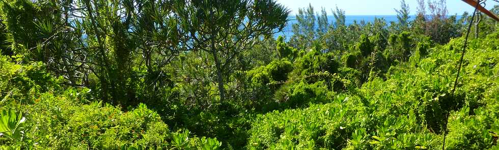 Dc 2013 - Ste-Rose - Sentier littoral - Bois Blanc