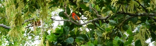 Fvrier 2014 - Cardinal dans les corces blancs fleuris