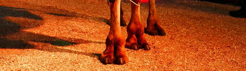 14 avril 2017 - St-Pierre - Cirque Achille Zavatta - Ivanov le chameau (pieds ongls)