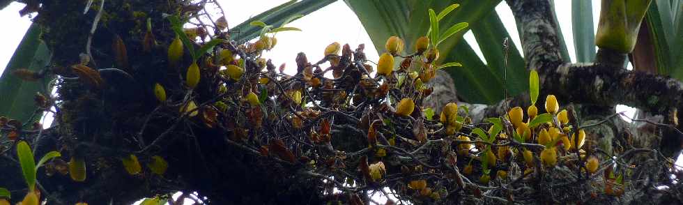Grand Brl - Route des laves - Orchides Ti Carambole - Bulbophyllum nutans