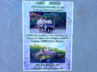 St-Pierre - Promenades en charrette-boeuf