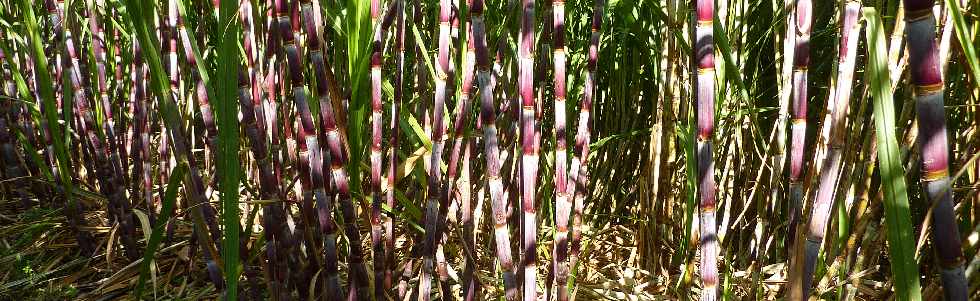 Ligne des Bambous - Champs de canne  sucre