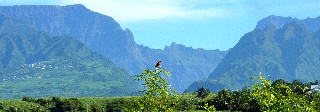 Cardinal devant l'entre de Cilaos