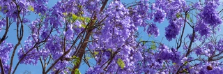 Jacarandas fleuris - oct 2013