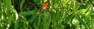 Cardinal dans un manguier - St-Pierre