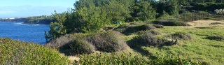 18juin 2015 - St-Pierre - Espace naturel de la Pointe de la Ravine des Cafres