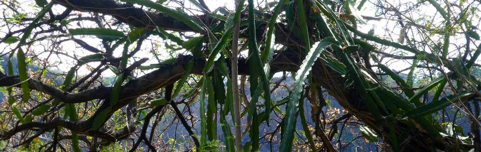 20 novembre 2016 - La Rivire - Cactus dans les rampes du Ouaki
