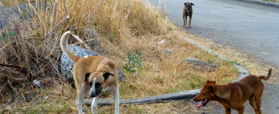 20 novembre 2016 - Saint-Louis - La Rivire - Chemin Piton - Chemin des Citrines - Divagation de chiens